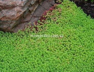 Очиток ( Sedum)  едкий